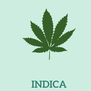 What Is Indica Weed?