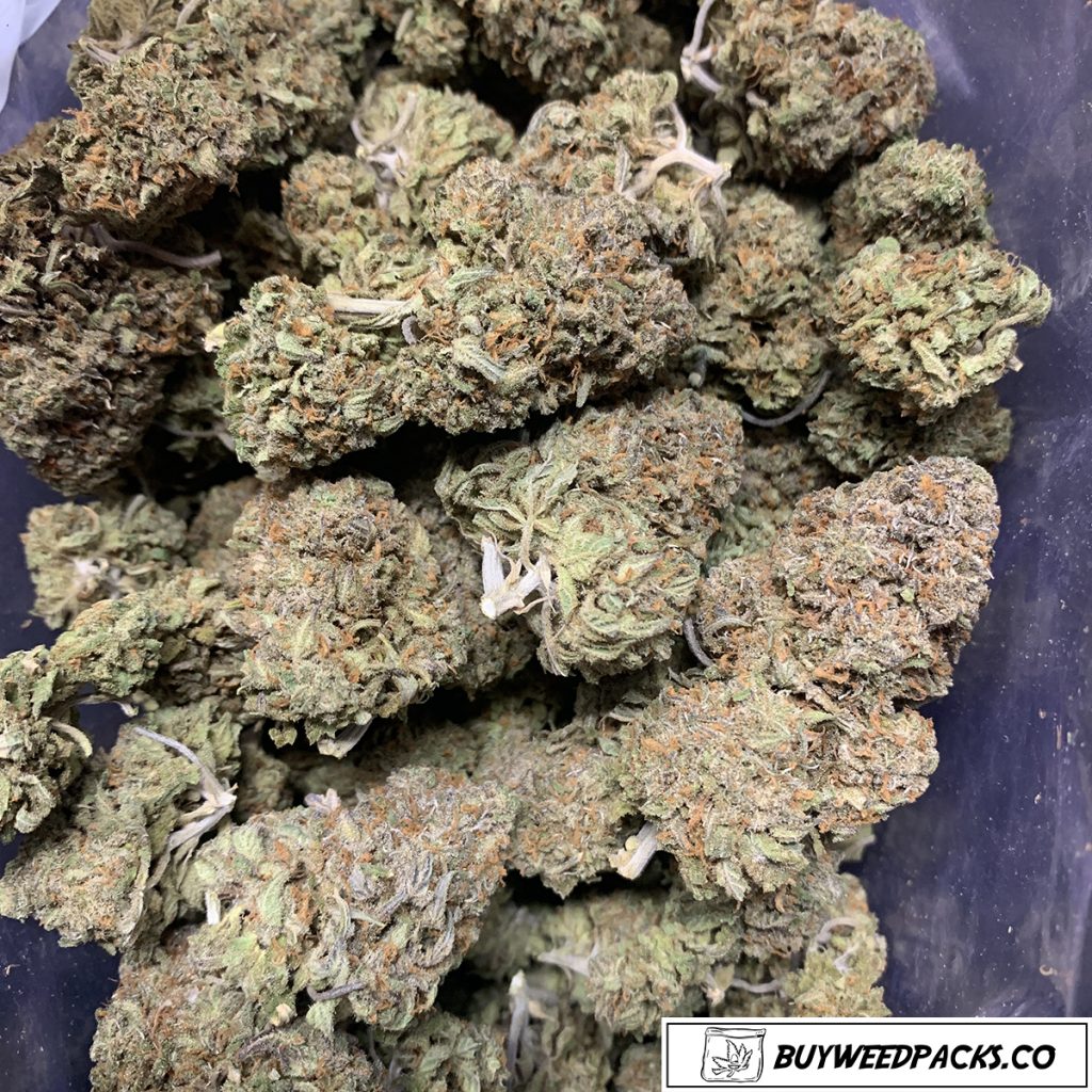 Chocolate Thai - Online Dispensary Canada | Buyweedpacks