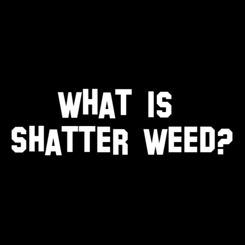 What is shatter weed?