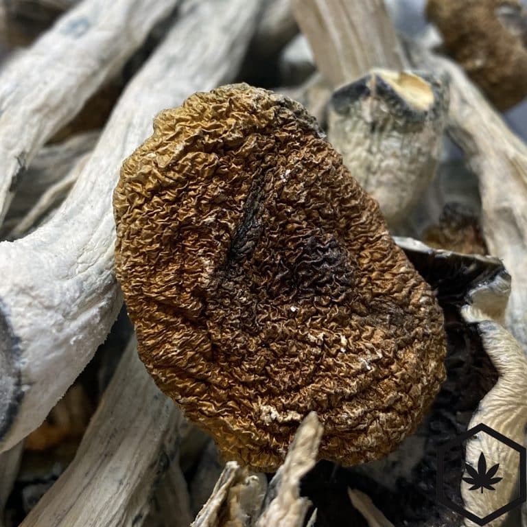 Trinity Magic Mushrooms - Buy Shrooms Online - BWP