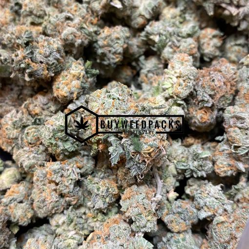 Critical Jack - Buy Weed Online - Buyweedpacks