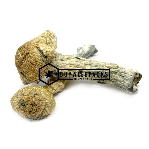 Penis Envy Magic Mushroom - Online Dispensary Canada - Buyweedpacks