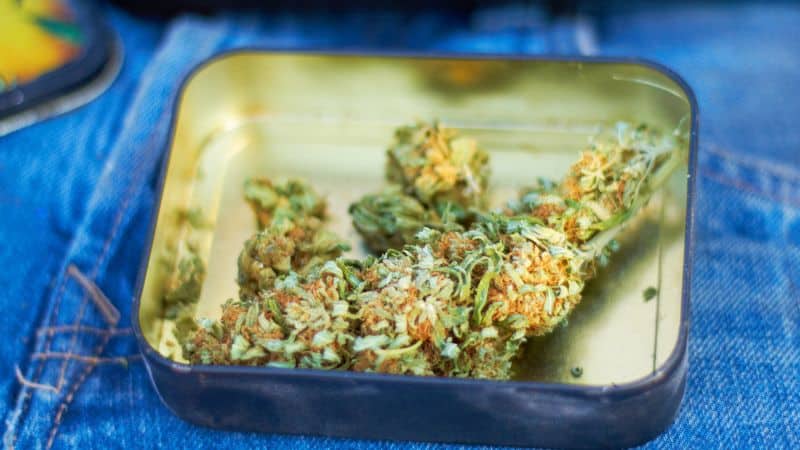 The Peanut Butter Breath Strain is a must-try for indica hybrid lovers and stoners with a sweet tooth. We recommend you buy weed online in Canada at a reputable store for the best experience.