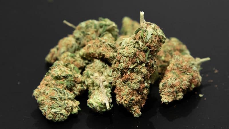 As mentioned earlier, this highly sought-after strain was created through a cross between two fan favourites, Dosidos and Mendo Breath.