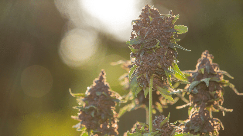 Island Pink Strain in Canada