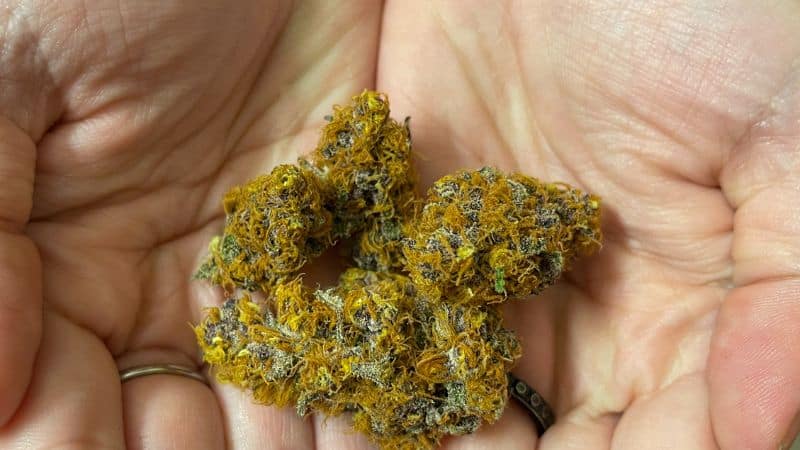 This is a Sativa-dominant strain, though it carries just enough balance to avoid becoming overly racy. 