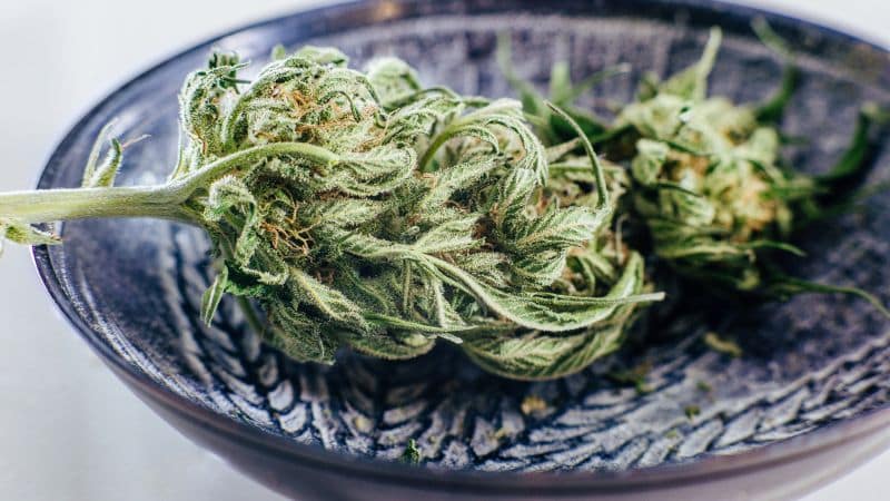 Acapulco Gold weed is proof that quality, heritage, and balance will always have a place in the stash jars of serious smokers.