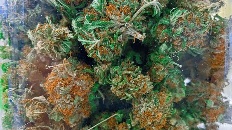 the Alaskan Thunder Fuck strain is a hybrid, however, sativa leaning.in most cases, the sativa-to-indica ratio in Alaskan Thunder Fuck is often 70:30.