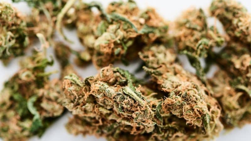 THC content, often averaging between 20% and 28%, depending on how well it's grown and cured.