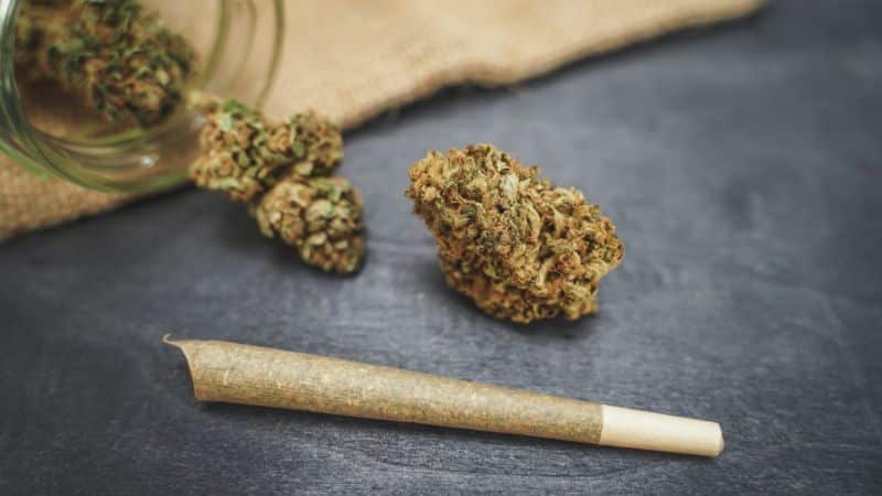 The first thing you’ll notice about Gas Monkey buds is their density. These are thick, chunky nugs that feel sticky and resinous upon touch. 