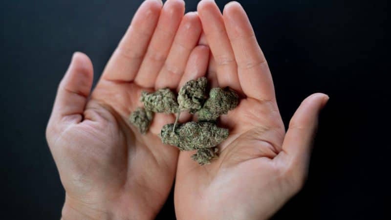 This combination gives off a pungent, bitter-to-sour fragrance that is at least not appealing to many marijuana lovers.