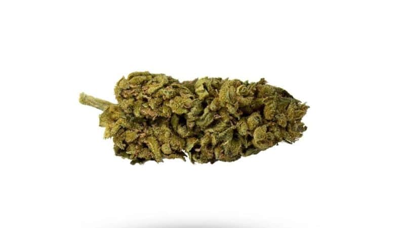 The Blue Cheese strain is a well-balanced, mouthwatering hybrid that has a long-lasting high. Whether you’re looking for something that’ll help you kickstart the weekend or some mellow nightcap, Blue Cheese weed gives it all.