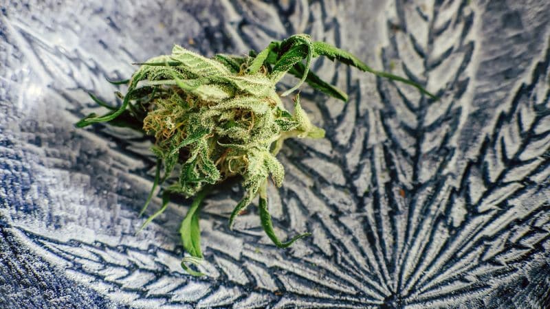 CBN(Cannabinol) has joined the list of top cannabinoids and is known to many stoners as the greatest minor cannabinoid.