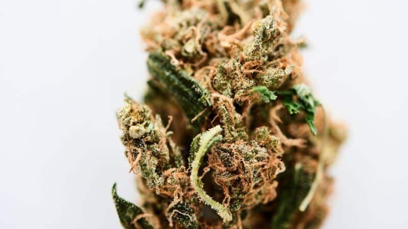 From how the buds look to how they smell and taste, these aspects tell you a lot about quality, potency, freshness, growth methods, and even the curing process.