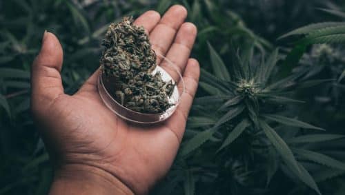 Is cheapest weed worth buying in Canada? Discover why cannabis prices don’t determine quality & tips on getting premium weed at low prices.