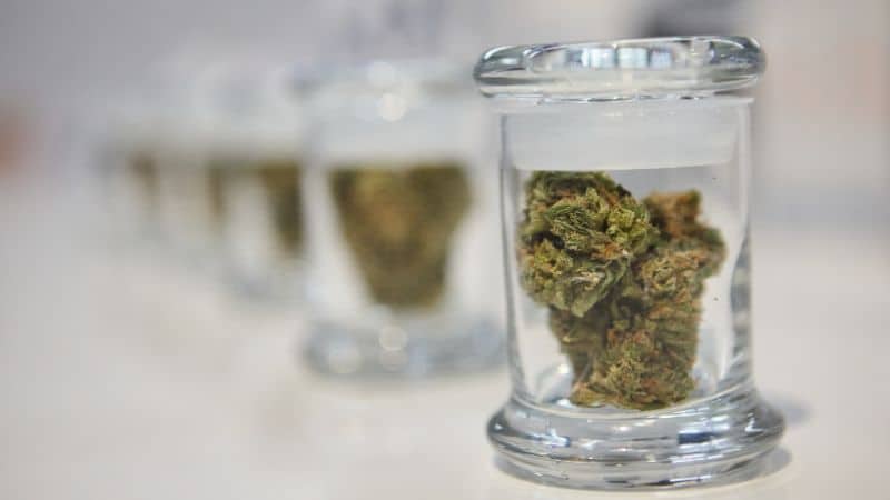 The Diesel Sour strain, at its core, is a sativa-based cannabis hybrid that has a heavy Sour Diesel heritage. It provides the same cerebral stimulation and iconic gassy smell, but usually with a better twist and fresher overall.