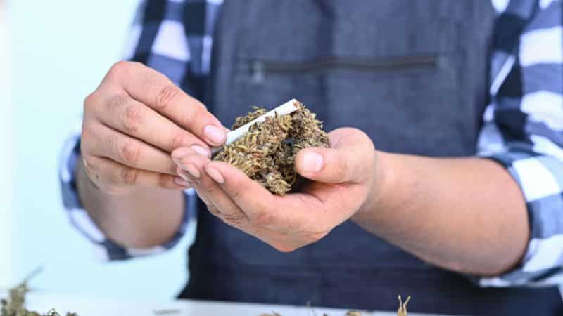 Gas Monkey not only delivers flavour and calm but also brings the fire with THC levels ranging between 22% and 25%. 