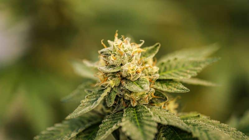 The term indica is used to refer to cannabis strains with sedative and relaxing effects. By nature, indica pot strains are short, have broad leaves, and deliver a monster high.