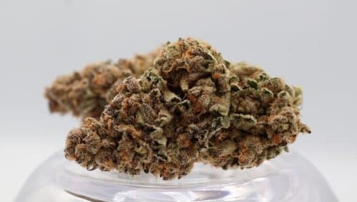 Is the Jelly Breath strain worth buying? Discover its origins, flavour, high THC levels & effects to determine if it's worth trying.