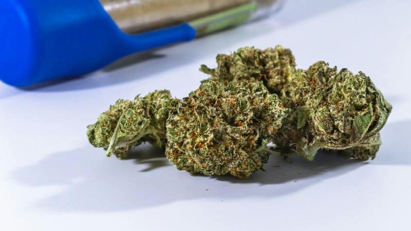LA Confidential weed typically boasts THC levels ranging from 19% to 25%, depending on cultivation methods and phenotype.