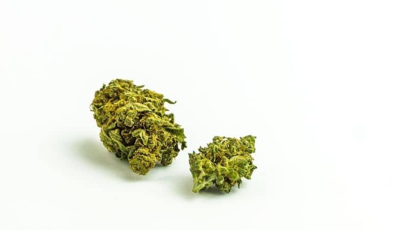 The Master Kush strain was first created in Amsterdam by W⁠hite Label See⁠d Co⁠mpany.