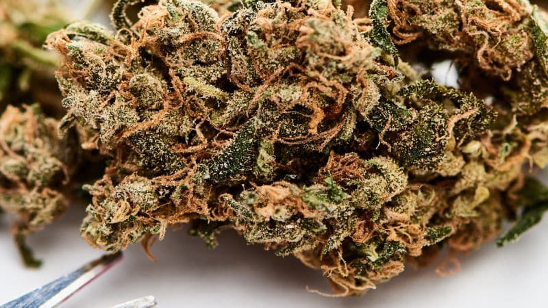 Besides their bright and peppy fragrance, the best thing about citrus strains is how euphoric they make you feel.