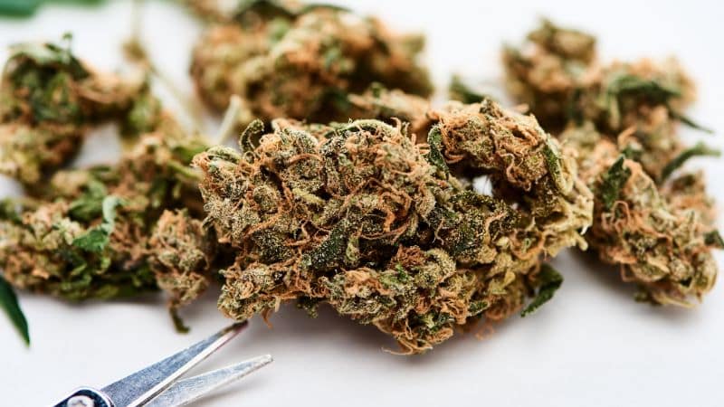 When it comes to getting high-quality weed delivered safely and discreetly, Buy Weed Packs is one of the most trusted online dispensaries in Canada. 