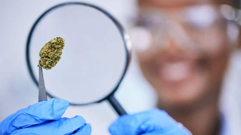 Quality control is a must, and it’s something the best online dispensaries in Canada take seriously.