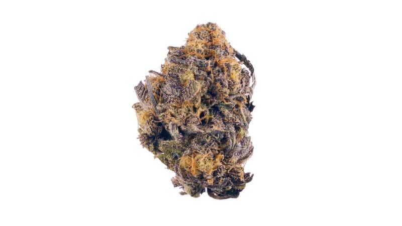 It crosses Hindu Kush and Purple Afghani, an iconic and unprecedented pairing that makes for an incredible cannabis experience. 