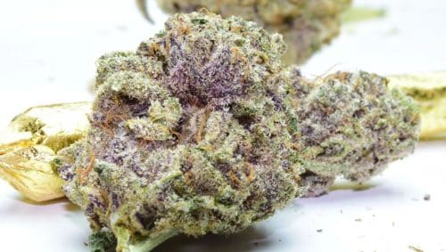 Learn what makes these colourful strains unique, which ones are worth trying, and how to buy them online in Canada safely.