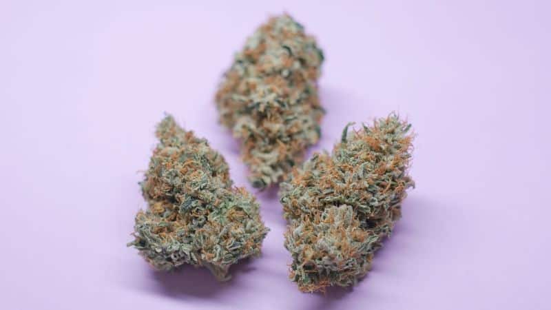 The unique aroma and flavour of the LA Confidential strain is owed to its terpenes, compounds that also work in synergy with cannabinoids.