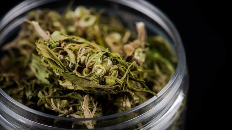 Blue Cheese strains terpenes are what largely define this strain’s iconic aroma and flavour structure. The unique terpenes in this weed are what generally make up the Blue Cheese strain.