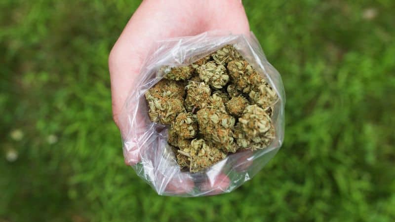 Whether you happen to be a die-hard fan of Diesel Sour or just interested in taking a more intense, modern and classic sativa spin, the Diesel Sour strain checks all the boxes you’ll need it to.