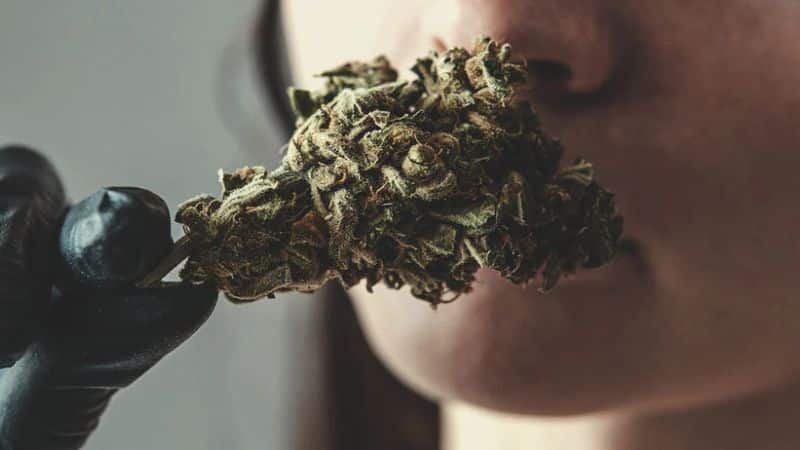 When it comes to overall flavour, the Diesel Sour strain brings all the heat. Inhaling sativa Diesel Sour, you’re going to get its earthy diesel-like essence from the get-go, closely followed by its unmistakable citrusy undertone at the exhale.