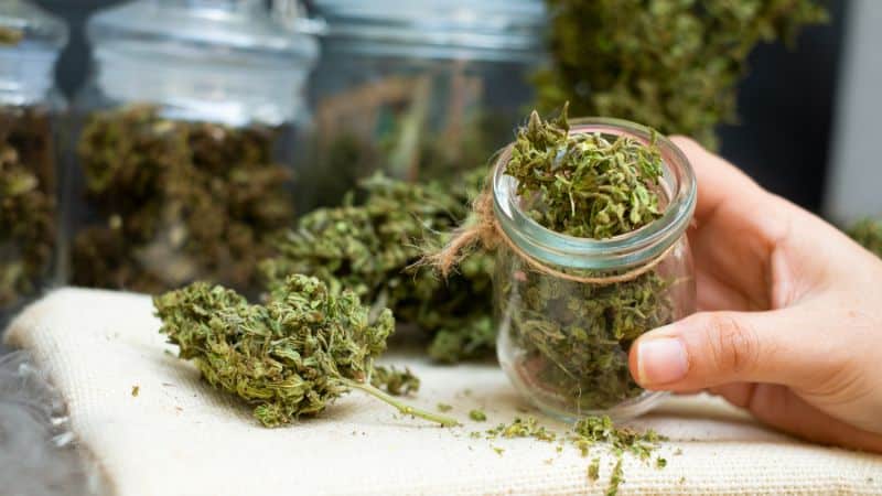 Smoking this flower makes you feel calm and relaxed, both physically and mentally. 