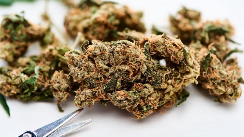 It has dense buds that are well-trimmed and slightly sticky upon touch, due to the high resin content.When it comes to the colour, this strain has a vibrant mix of deep forest green and rich purple hues, with orange hairs that curl through the surface.