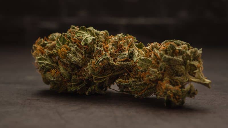 The Blue Cheese strain produces compact, firm buds covered by a generous coating of milky-white trichomes, a trait common in Afghani-related strains. The buds are mainly deep forest green with rich purple and violet patches.