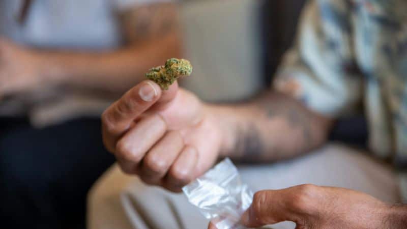 The moment you open a jar of the Red Congo strain, your nose is greeted by a wave of fresh, earthy citrus with hints of spice.