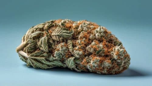 Is Blue Cheesecake strain worth it? Discover the bud that has all connoisseurs baked & explore its effects to determine if it's worth trying.
