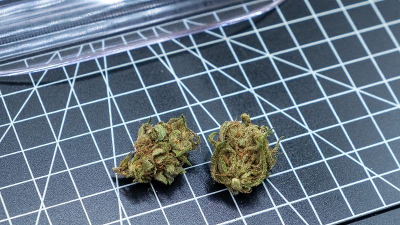 Blueberry, itself a legendary indica-dominant strain, can be traced to the 1970s when the renowned breeder DJ Short started experimenting with various cultivars.