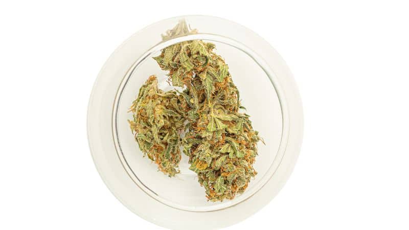 The Blue Cheesecake strain is an indica-dominant hybrid with an 80:20 indica-to-sativa ratio.