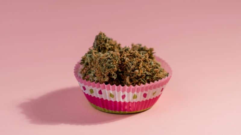 The origins of Blueberry Cheesecake are a mystery, but enthusiasts say that California growers made it happen. Fun fact: there’s a thriving community of cannabis breeders in Cali!