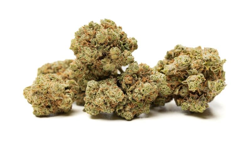 This bud is considered moderately potent with its average 20% Blueberry Cheesecake strain THC level.