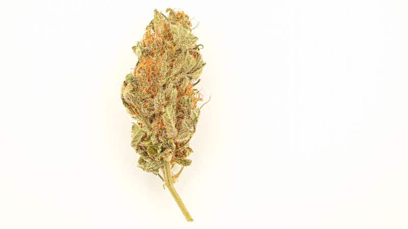 The cannabinoid profile includes CBD potency, THC concentration, and minor cannabinoids such as Cannabinol (CBN) and Cannabigerol (CBG).