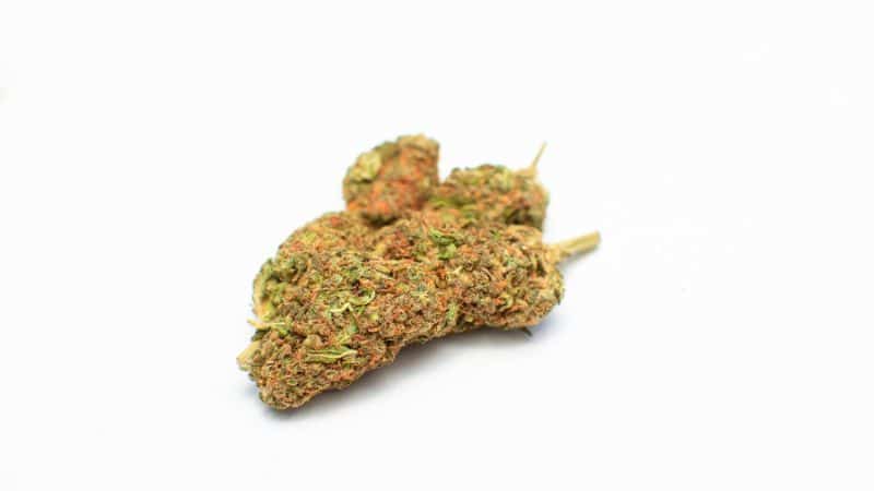 The Cherry Pie strain is not your everyday hybrid. It’s an offspring of two powerhouse parents: Durban Poison and the Granddaddy Purple strain. 