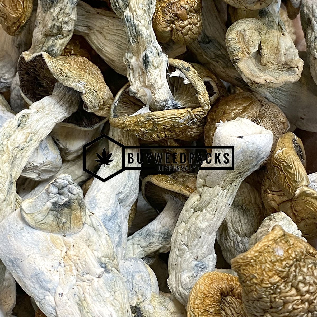 Code Blue Magic Mushrooms | Buy Online Weeds | Buyweedpacks