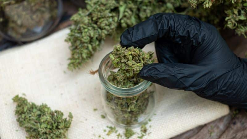 The more often you consume weed, the more THC gathers in your fat cells. Plus, the longer it takes your body to get THC out of your system. All in all, regular use leads to a build-up of THC that doesn’t clear so fast.