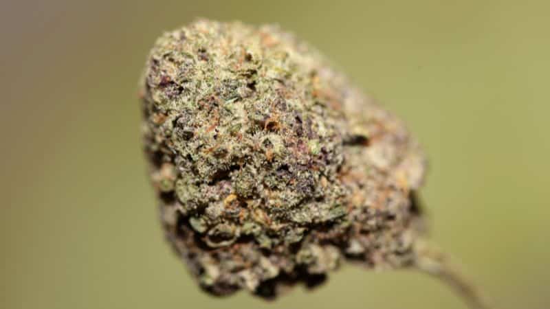 The THC percentages in the God’s Green Crack strain range between 20% and 25%. Some batches can even give you a 26% THC percentage.