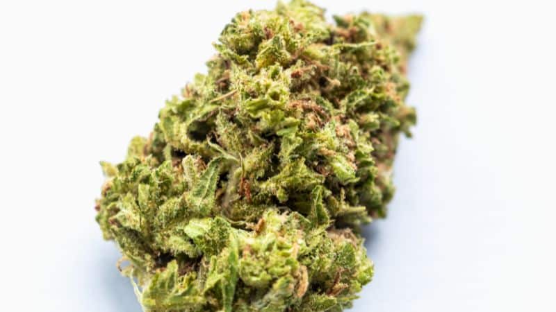 This weed is the lovechild of two very powerful and legendary cannabis strains. God Bud, a calming indica, and Green Crack, an energizer.