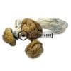 Makshak Magic Mushrooms | Buy Online Weeds | Buyweedpacks